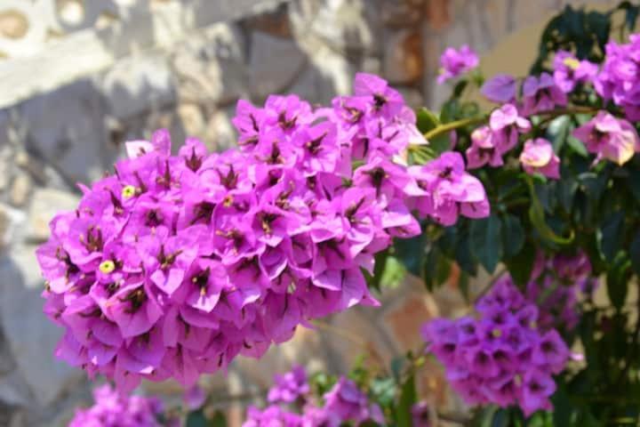 Villa Kadinela, 200M From Kamenjak, Huge Quiet Garden With Barbecue, 2 New Kitchens بريمونتيرا المظهر الخارجي الصورة