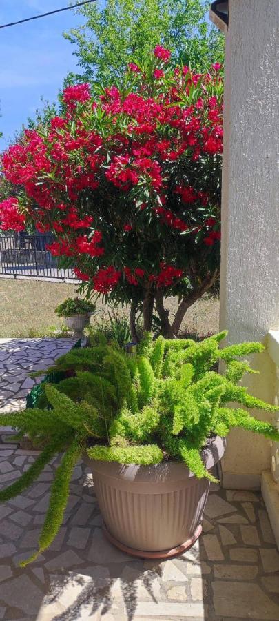 Villa Kadinela, 200M From Kamenjak, Huge Quiet Garden With Barbecue, 2 New Kitchens بريمونتيرا المظهر الخارجي الصورة
